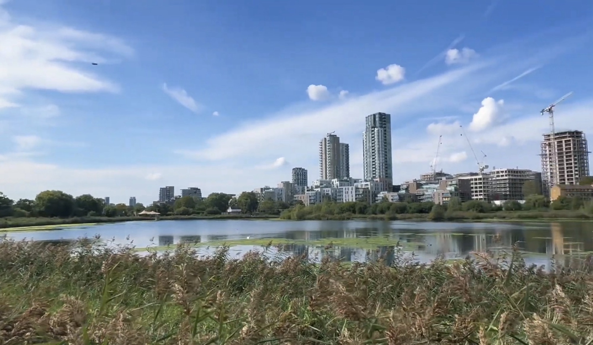 Reed beds and a calm reservoir at Woodberry Wetlands with tower blocks and building cranes against a blue sky
