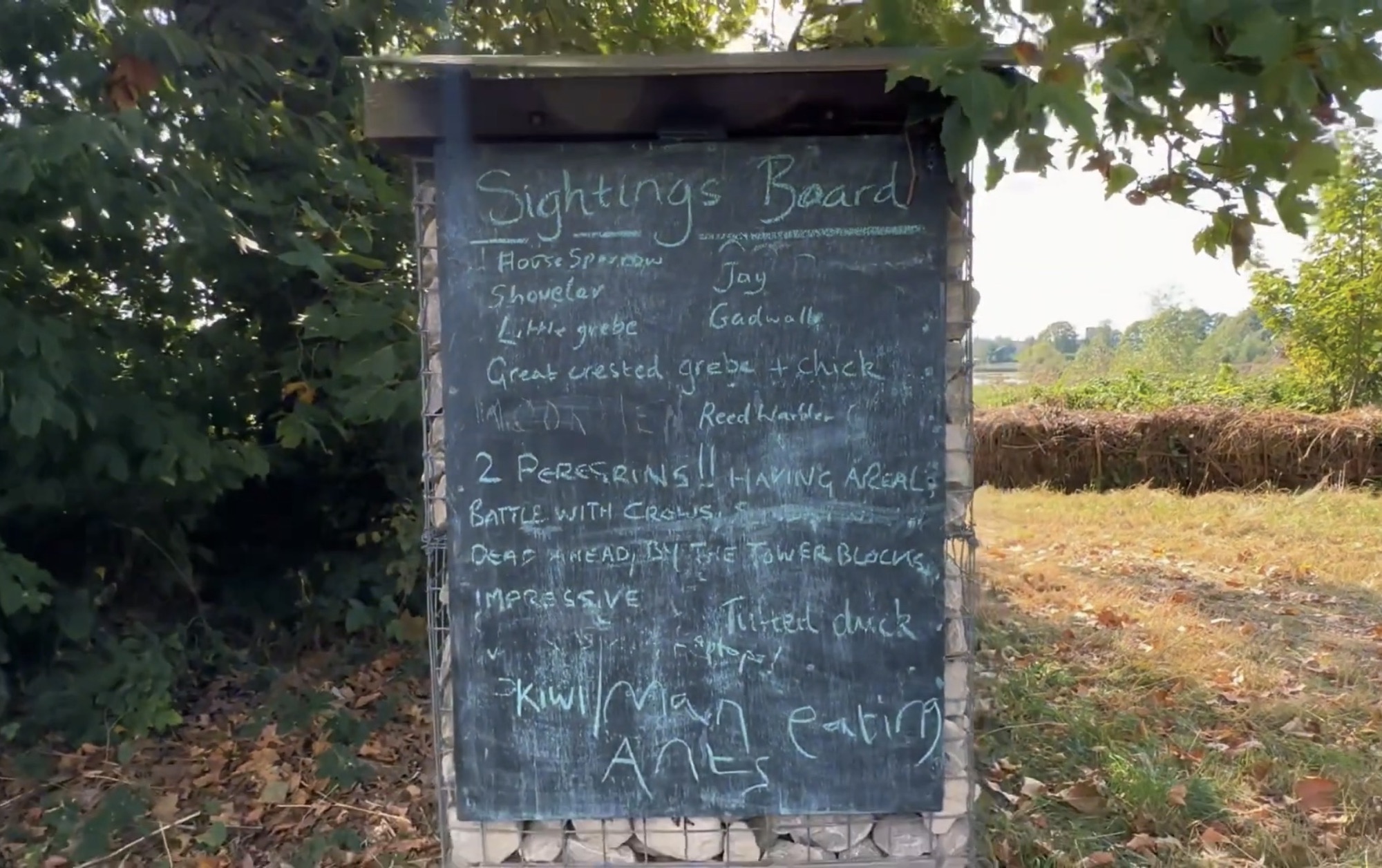 Handwritten chalk sightings board listing shoveler, little grebe, great crested grebe with chick, reed warbler, tufted duck and two peregrines