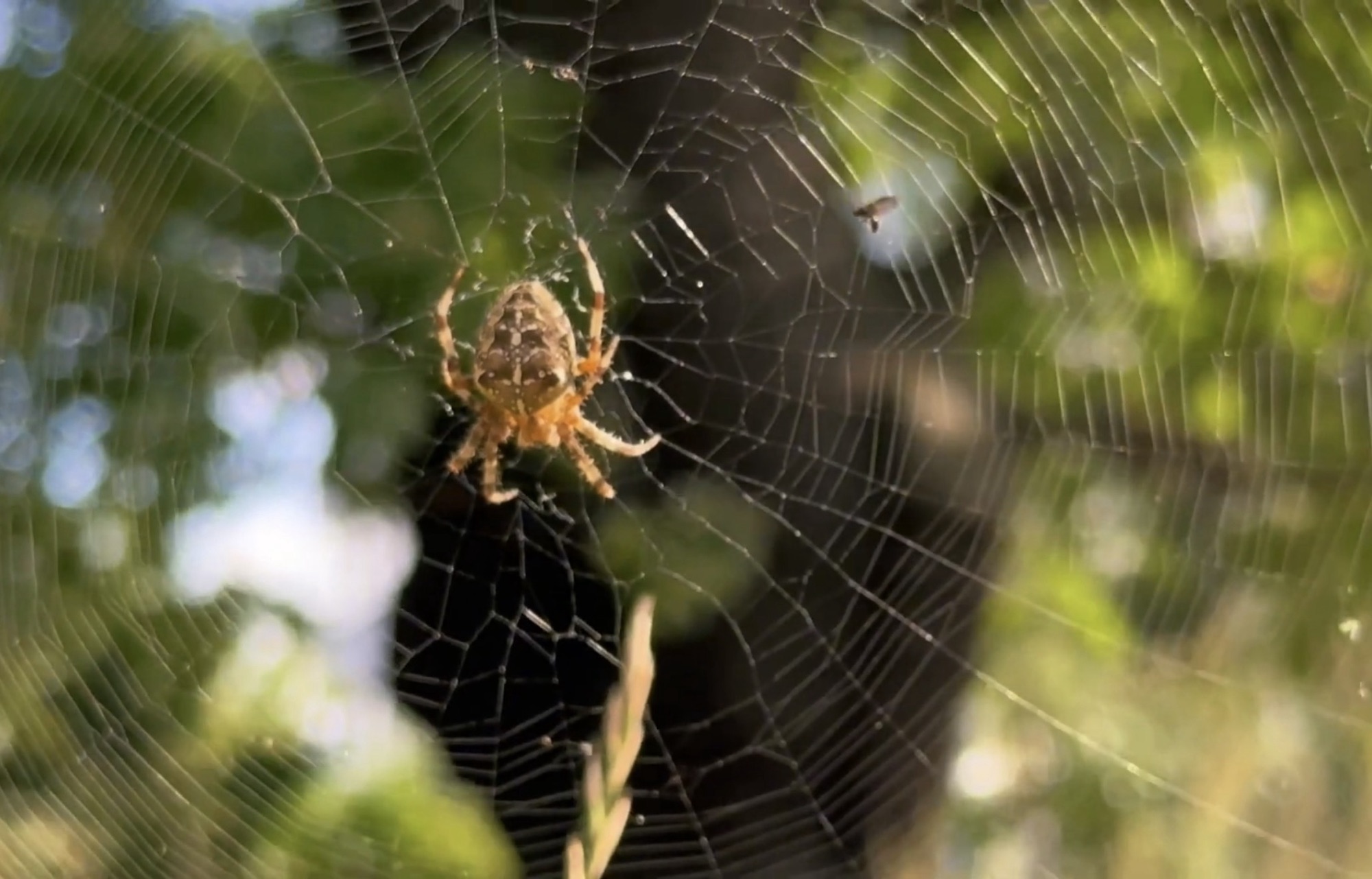 Orb-weaving spider at the centre of a large web with a small fly nearby against a blurred green background